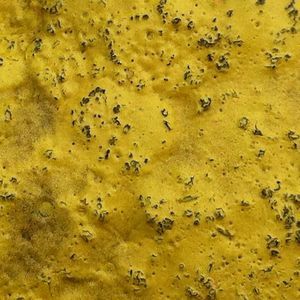 Meet your Posher, Jesse